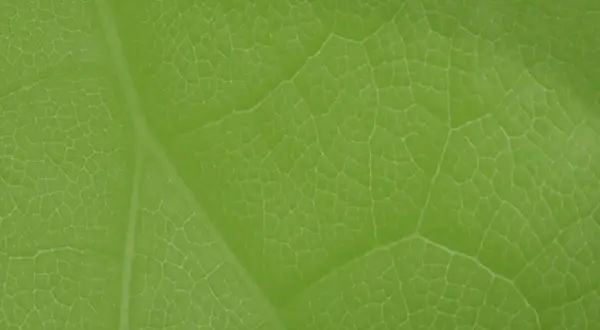 Kiedy powstał zielony ład i jak wpłynął na walkę ze zmianami klimatu