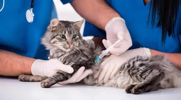 Veterinario en Yuncos: Encuentra la mejor atención para tu mascota