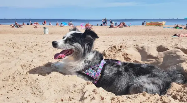 Gdzie nad morze z psem? Odkryj najlepsze plaże i porady dla właścicieli