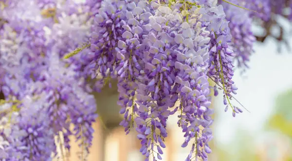 Jak przycinać wisterię? Burza kwiatów gwarantowana!