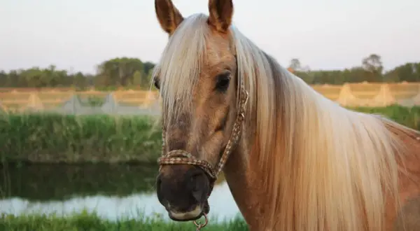 Piękny koń palomino z długą, jasną grzywą na tle zielonej łąki i stawu. Stadnina koni palomino w pełnej krasie.