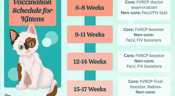 A cute kitten illustration accompanies a kitten vaccine schedule, detailing core and non-core vaccinations by age.