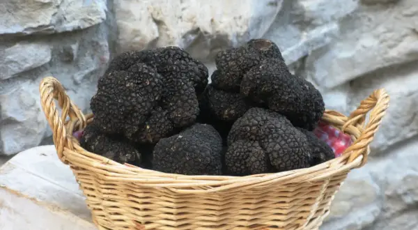 Cesto di vimini colmo di tartufo nero, un tesoro delle Marche, su un tavolo di legno grezzo.