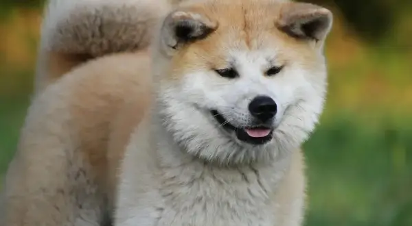 Akita inu usposobienie: pies z puszystym ogonem i łagodnym spojrzeniem, gotowy do zabawy.
