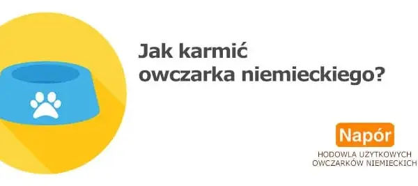 Ile razy karmić szczeniaka owczarka niemieckiego, aby uniknąć problemów zdrowotnych?