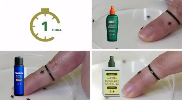 Con que fumigar garrapatas: métodos efectivos y productos seguros