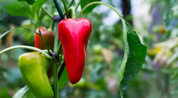 Reife rote und grüne Paprika hängen an einem Strauch. Der ideale paprika standort ist sonnig und warm.