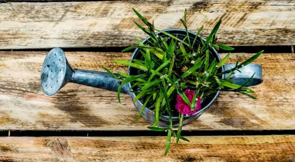 Naturalne nawozy azotowe: przepisy DIY dla bujnego ogrodu