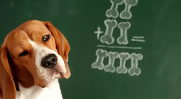 Beagle zamyśla się nad zadaniem z kości na tablicy. Czy pies rozumie co się do niego mówi?