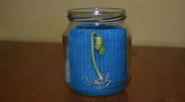 Ein grüner Keimling mit Wurzeln wächst in einem Glas, umgeben von blauem Schaumstoff. Ein schönes Beispiel, um Bohnen keimen lassen im Glas zu beobachten.