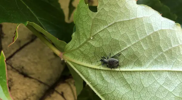 Mały, ciemny chrząszcz, naturalny wróg opuchlaka, siedzi na zielonym liściu.