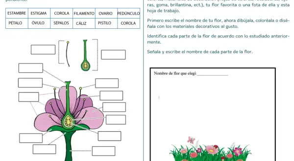 Ilustración didáctica para niños sobre las partes de una flor, con etiquetas para completar.