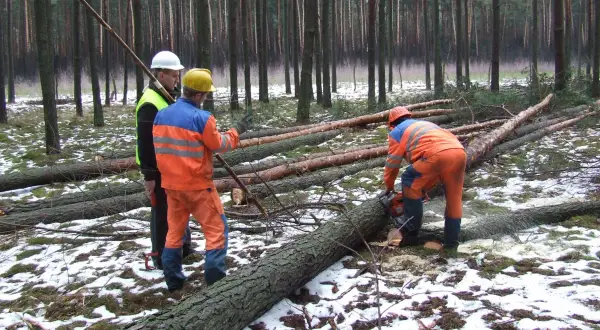 Kto wycina drzewa w lesie? Poznaj odpowiedzialne osoby i praktyki