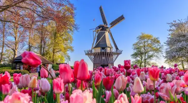 Keukenhof kiedy najlepiej jechać, aby zobaczyć tulipany w pełni rozkwitu