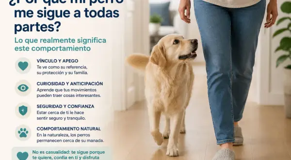 Un perro golden retriever sigue a su dueño, explicando por qué mi perro me sigue a todas partes: por vínculo, curiosidad, seguridad y comportamiento natural.