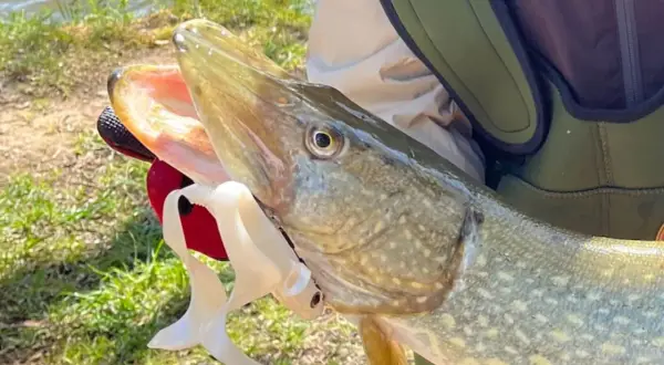 Ein Angler hält einen großen Hecht, gefangen beim Angeln im Februar. Der Fisch hat ein offenes Maul mit einem weißen Gummiköder.