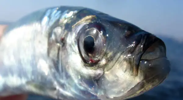 Nahaufnahme eines Heringes, der in Stralsund gefangen wurde. Sein glänzendes Auge blickt neugierig in die Kamera.