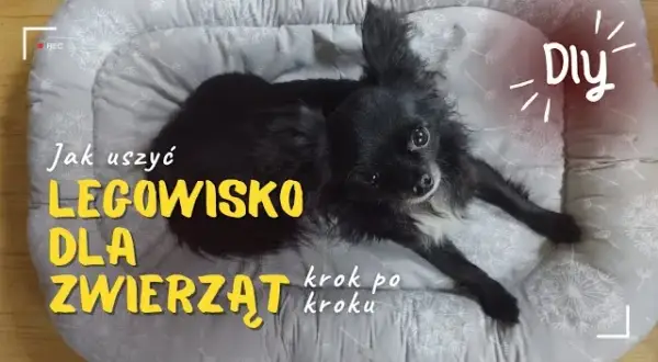 Jak zrobić legowisko dla psa bez szycia - proste i tanie pomysły