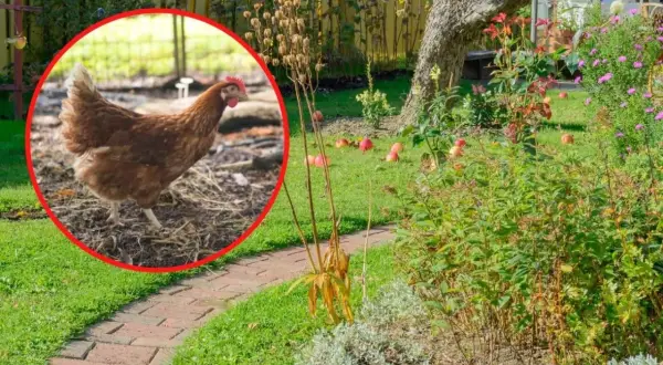 Jak często podlewać nawozem kurzym, aby uniknąć uszkodzeń roślin?