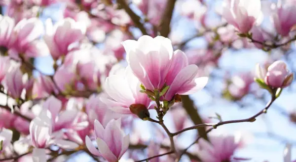 Delikatne, różowe kwiaty magnolii na tle błękitnego nieba. Czego nie lubi magnolia? Zbyt ostrego słońca, które może przypalić jej płatki.