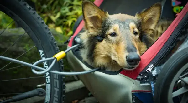 Un chien attend patiemment dans une remorque animaux, prêt pour une aventure à vélo.
