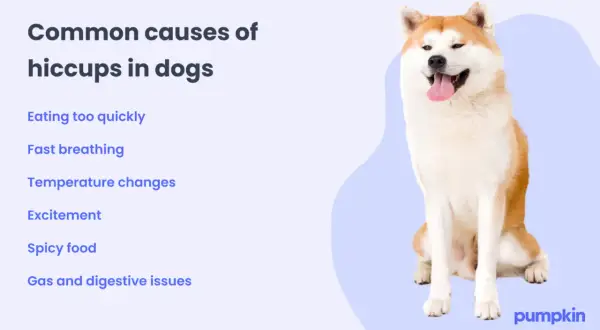 A happy Akita dog sits next to a list of common causes of dog hiccups, like eating too quickly or excitement.