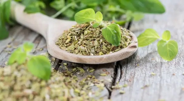 Ein Holzlöffel voller getrocknetem Oregano, daneben frische Blätter. Perfekt für die Küche, ob frisch oder getrocknet, Oregano verfeinert jedes Gericht.