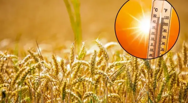 Uprawa pszenicy w upale. Słońce mocno świeci, a termometr pokazuje wysoką temperaturę, co może wpłynąć na plony.