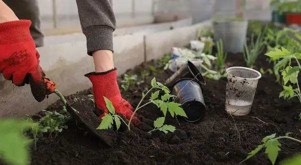 Hand i röd handske planterar tomatplanta i mullrik jord i växthus.