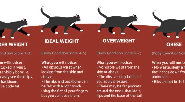 An obese cat illustration shows a cat with no visible waist and a fat pouch hanging from its abdomen. Ribs are not felt.