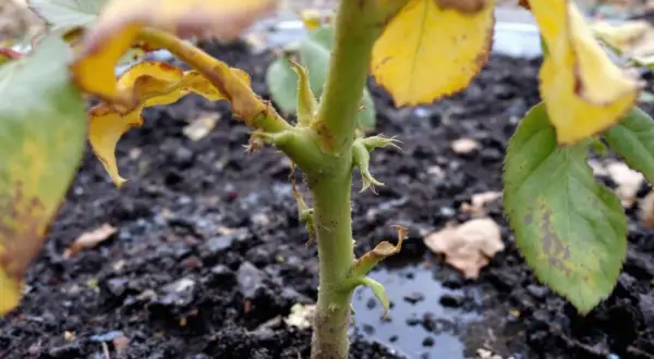 Le rosier trop arrosé montre des feuilles jaunies et des taches brunes. Le sol est détrempé, signe d'un excès d'eau.