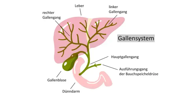 Schema des Gallensystems: Leber, Gallenblase, Gallengänge. Ein gallengang verstopft kann die lebenserwartung beeinflussen.