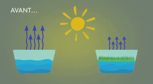 Le soleil stimule le calcul évaporation de l'eau dans deux récipients : l'un avec de l'eau pure, l'autre avec de l'herbe.