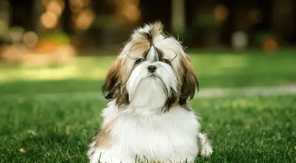 Shih Tzu ma włosy czy sierść? Odkryj różnice i pielęgnację