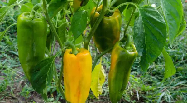 Pianta di peperoni con frutti verdi e gialli, alcuni ancora acerbi. L'altezza della pianta peperone è ideale per la raccolta.