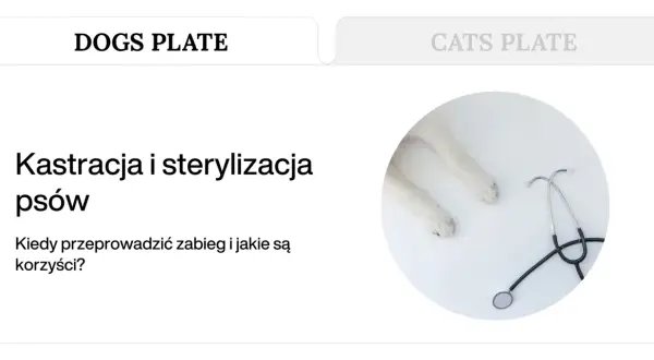Kastracja psów i sterylizacja to temat artykułu. Widoczne łapy psa i stetoskop sugerują opiekę weterynaryjną.