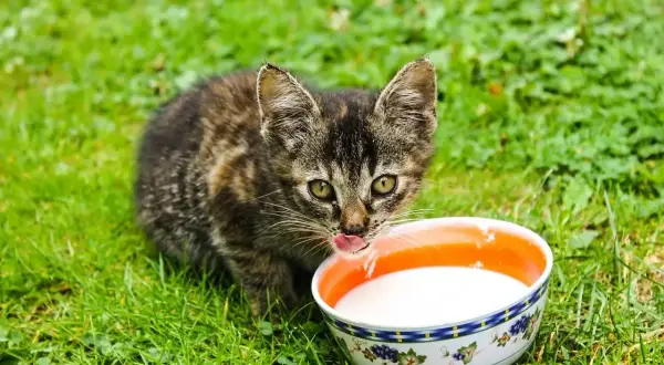 Mały kotek na trawie pije mleko z miseczki. Czy koty mogą pić mleko? To zależy, ale ten maluch wygląda na zadowolonego.