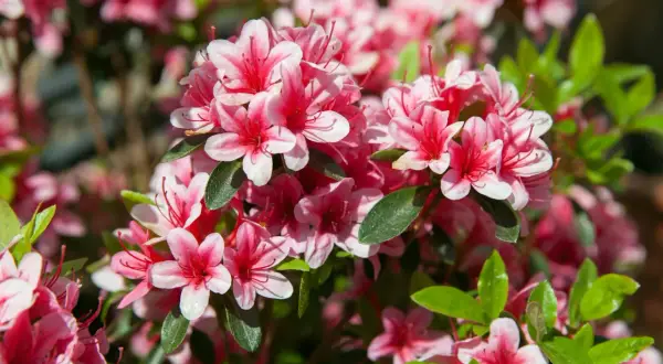 Kwiat rododendron w pełnym rozkwicie, z delikatnymi różowymi płatkami i ciemniejszymi środkami.
