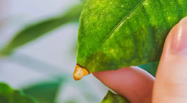 Un doigt examine une feuille de citronnier, révélant une pointe jaunie.