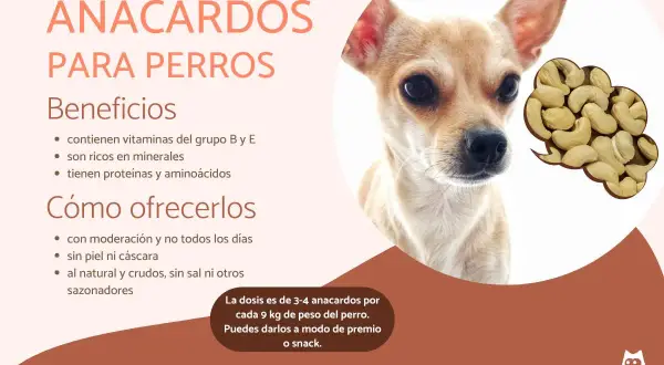 Primer plano de un perro chihuahua junto a un montón de anacardos.