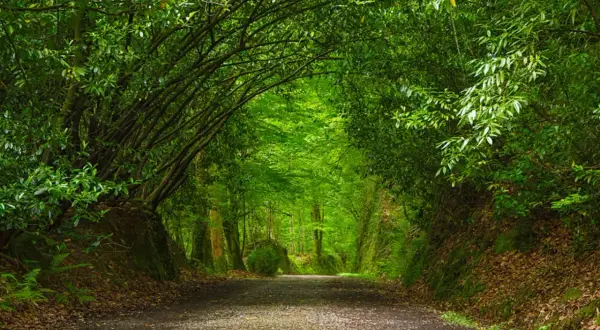 Camino verde y frondoso, ideal para descubrir rutas cerca de Pamplona. Un túnel natural de árboles te invita a explorar.