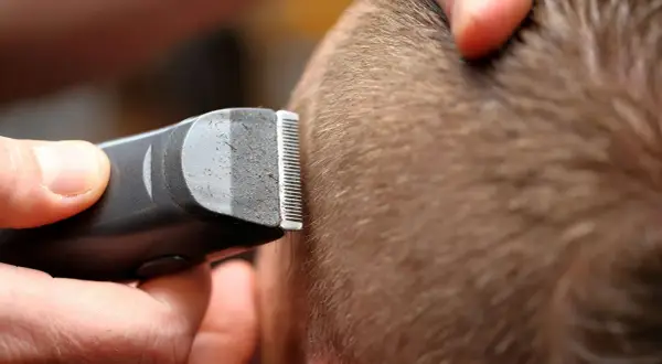 Gros plan sur une tondeuse à cheveux en action, le sabot effleurant la chevelure pour une coupe précise.