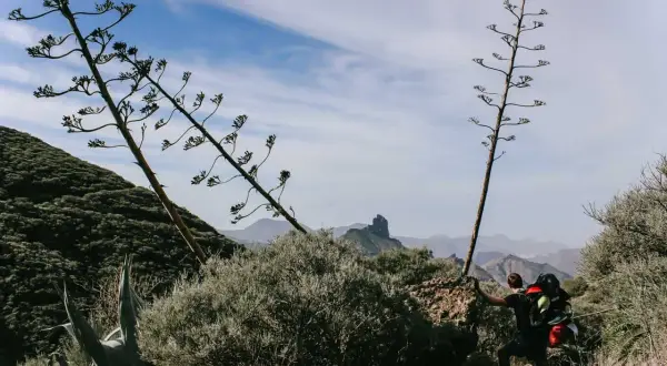 Wanderer mit Rucksack erklimmt felsigen Pfad auf Gran Canaria, umgeben von Agaven und Berglandschaft.