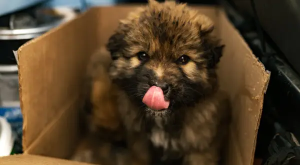A fluffy stray dog puppy licks its nose while sitting in a cardboard box. If you find a stray, here's what to do.