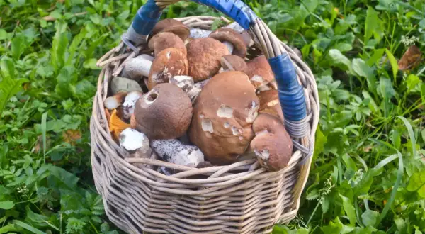 Od kiedy rosną grzyby? Sprawdź idealny sezon i pogodę