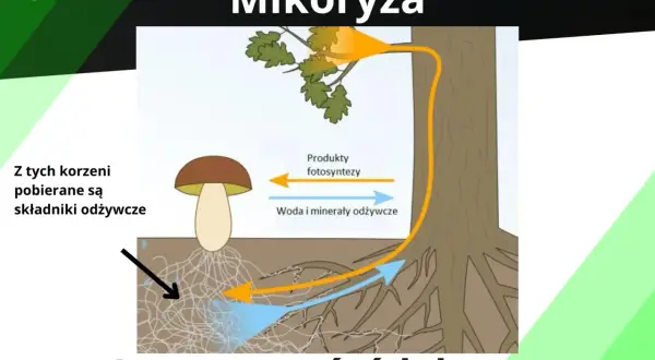 Ilustracja pokazuje symbiozę drzewa z grzybem, czyli mikoryzę. Grzyb dostarcza drzewu wodę i minerały, a otrzymuje produkty fotosyntezy.