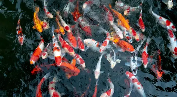 Un banc de poissons carpes aux couleurs vives, orange, blanc et noir, nageant dans une eau sombre. On dirait une joyeuse troupe de bébé carpe.