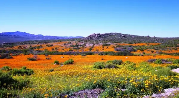 Namaqua National Park: Ein Meer aus orangefarbenen und gelben Blumen unter blauem Himmel.