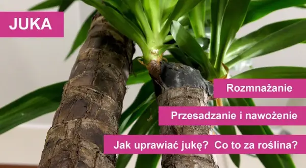 Jak sadzić jukę: proste kroki, by uniknąć błędów w uprawie