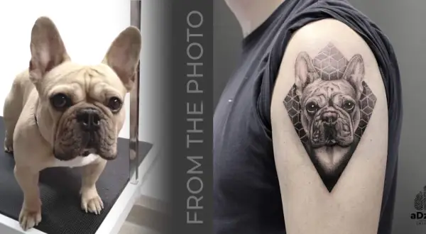 Tatuaż buldog francuski na ramieniu, obok zdjęcie żywego buldoga.